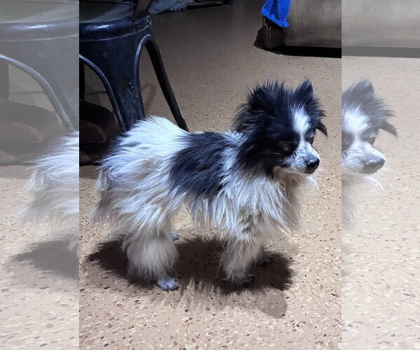 Medium Photo #1 Pomeranian Puppy For Sale in Apple Valley, CA, USA