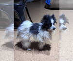 Small Pomeranian