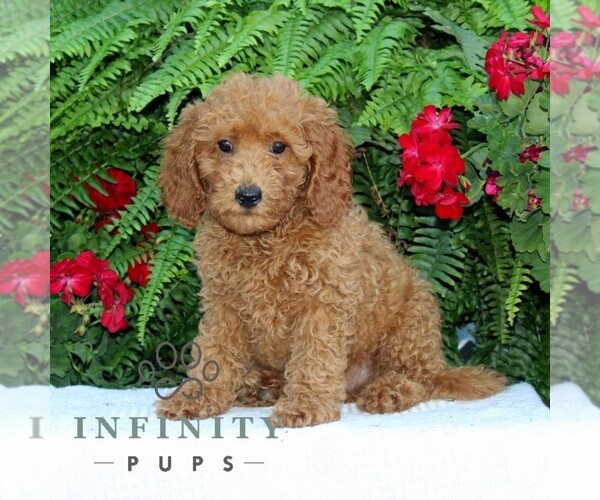 Medium Photo #1 Cavapoo Puppy For Sale in RISING SUN, MD, USA