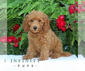 Cavapoo Puppy for sale in RISING SUN, MD, USA