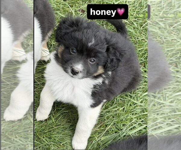 Medium Photo #1 Australian Shepherd-Unknown Mix Puppy For Sale in Aurora, IN, USA