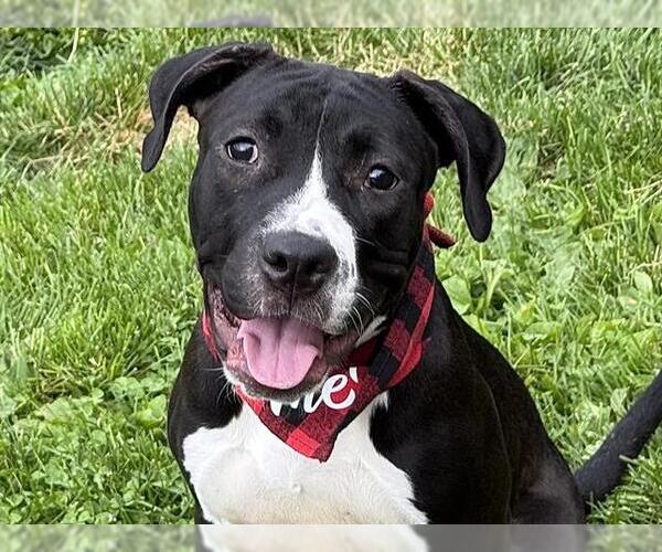 Medium Photo #1 American Pit Bull Terrier Puppy For Sale in Pueblo, CO, USA