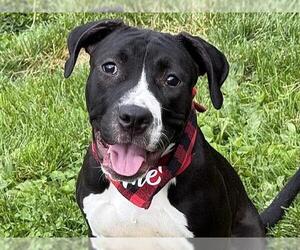 American Pit Bull Terrier Dogs for adoption in Pueblo, CO, USA