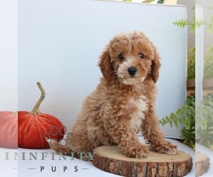 Goldendoodle (Miniature) Puppy for sale in LEOLA, PA, USA