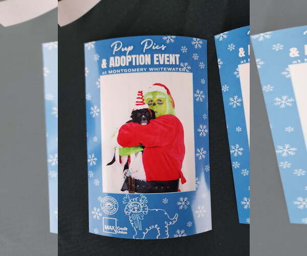 Medium Photo #4 American Pit Bull Terrier-Unknown Mix Puppy For Sale in Wetumpka, AL, USA