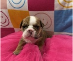 Small #6 English Bulldog