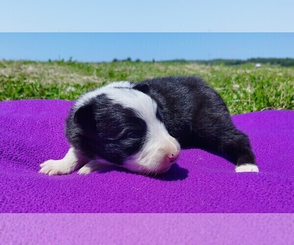 Medium Photo #11 Border Collie Puppy For Sale in NORBORNE, MO, USA