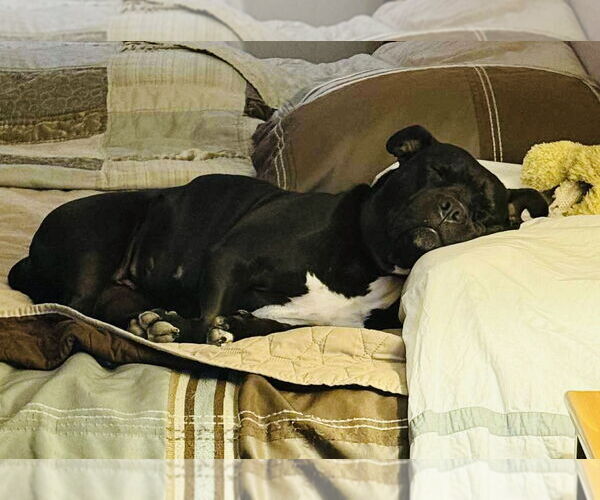Medium Photo #2 Bulldog-Unknown Mix Puppy For Sale in Germantown, OH, USA