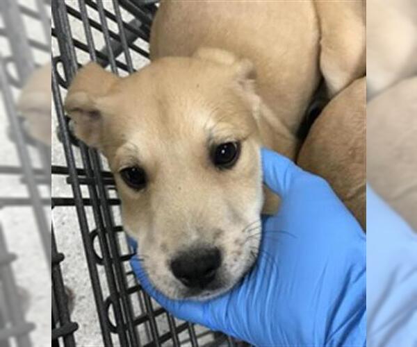 Medium Photo #1 American Pit Bull Terrier-Great Pyrenees Mix Puppy For Sale in Conroe, TX, USA