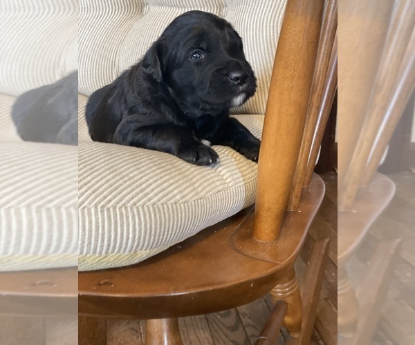 Medium Photo #7 Australian Shepherd-Goldendoodle Mix Puppy For Sale in WESTMINSTER, MD, USA