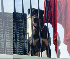 Bobo - Male Rottweiler-Unknown Mix Dog for Adoption - Photo #7