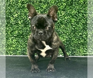 French Bulldog Puppy for sale in BOULDER, CO, USA