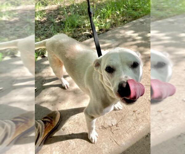 Medium Photo #2 Labrador Retriever-Unknown Mix Puppy For Sale in San Antonio, TX, USA