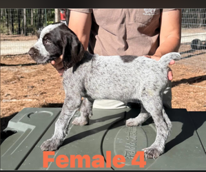 Medium German Wirehaired Pointer