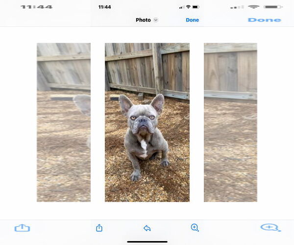 Medium Photo #3 French Bulldog Puppy For Sale in Buffalo, MN, USA