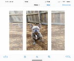 Small #2 French Bulldog