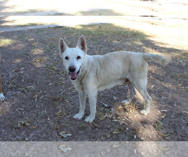 Medium Photo #2 Mutt Puppy For Sale in El Centro, CA, USA
