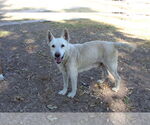 Small #1 Mutt