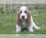 Puppy ABE Basset Hound