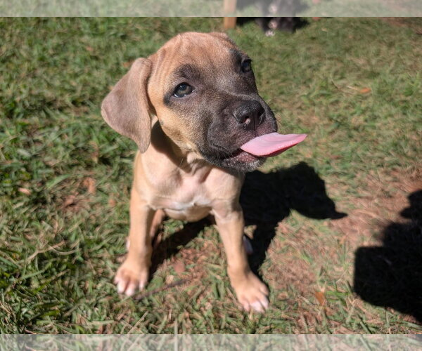Medium Photo #3 Mastiff-Unknown Mix Puppy For Sale in Greenville, SC, USA