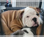 Small Photo #2 English Bulldog Puppy For Sale in NORFOLK, VA, USA