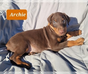 Doberman Pinscher Puppy for sale in POMEROY, OH, USA