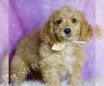Small #3 Goldendoodle (Miniature)