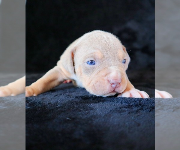 Medium Photo #10 American Bully Puppy For Sale in PALMDALE, CA, USA