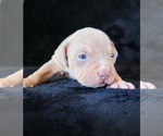 Small Photo #10 American Bully Puppy For Sale in PALMDALE, CA, USA