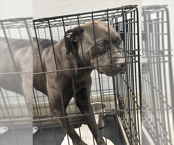 Medium Photo #1 American Pit Bull Terrier-Unknown Mix Puppy For Sale in Las Vegas, NV, USA