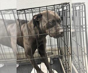 American Pit Bull Terrier-Unknown Mix Dogs for adoption in Las Vegas, NV, USA