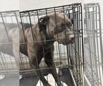 Small American Pit Bull Terrier Mix