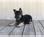 Small Photo #8 German Shepherd Dog Puppy For Sale in HOUSTON, TX, USA