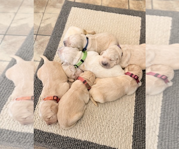 Medium Photo #3 Golden Retriever Puppy For Sale in CHIPPEWA FALLS, WI, USA