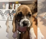 Puppy Puppy 2 Basset Hound
