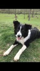 Collie Puppy for sale in GREENFIELD, IN, USA