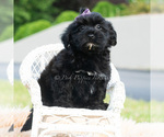 Small Photo #3 Maltipoo (Toy) Puppy For Sale in WARSAW, IN, USA