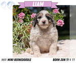 Small #10 Miniature Bernedoodle