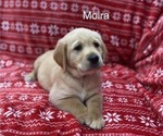 Small Photo #1 Golden Labrador Puppy For Sale in MARYVILLE, MO, USA