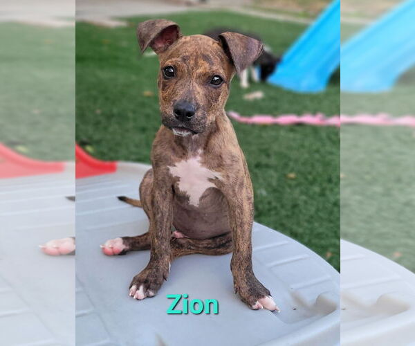 Medium Photo #2 American Pit Bull Terrier-Unknown Mix Puppy For Sale in Des Moines, IA, USA