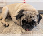 Small #7 Pug