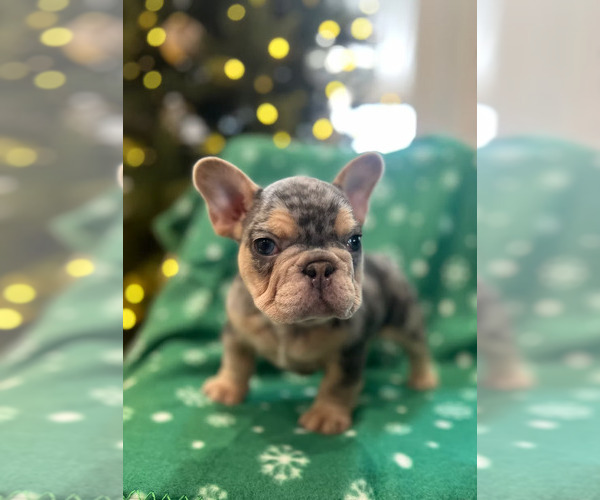 Medium Photo #2 French Bulldog Puppy For Sale in SACRAMENTO, CA, USA