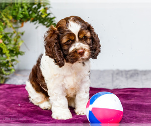 Cocker Spaniel Puppy for Sale in WAKARUSA, Indiana USA