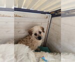 Small #19 Poodle (Miniature) Mix