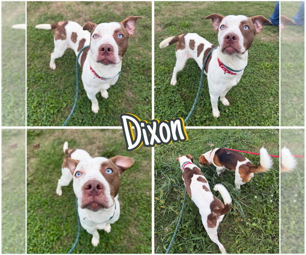 Medium Photo #1 American Staffordshire Terrier-Unknown Mix Puppy For Sale in Pierceton , IN, USA
