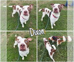Dixon - Male American Staffordshire Terrier-Unknown Mix Dog for Adoption - Small photo