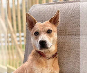 Nessi - Female Mutt Dog for Adoption - Photo #20