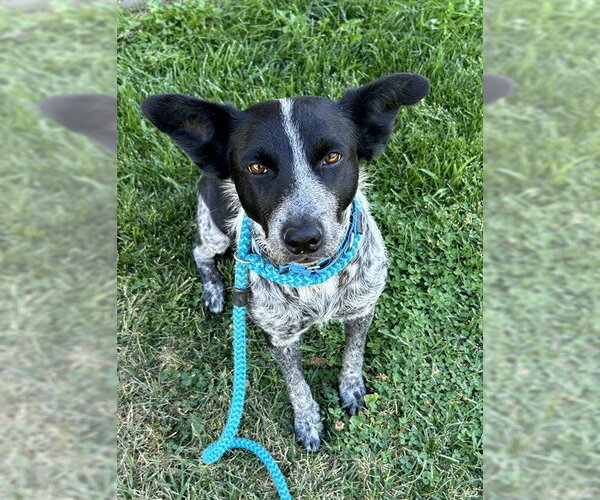 Medium Photo #1 Mutt Puppy For Sale in Sacramento, CA, USA