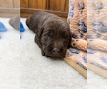 Small #5 Labrador Retriever