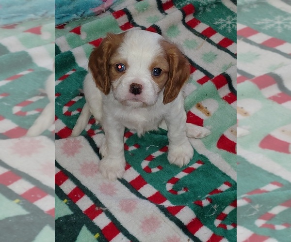 Medium Photo #3 Cavalier King Charles Spaniel Puppy For Sale in GRAHAM, WA, USA